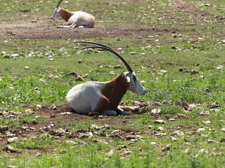 Gemsbok Oryx #5