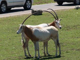Scimitar - Horned Oryx #8