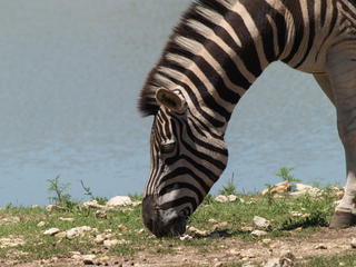 Zebra #10