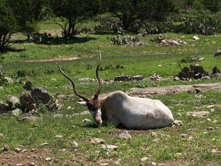 Gemsbok Oryx #6