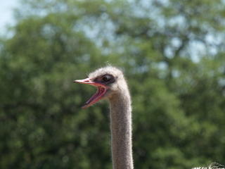 Ostrich #3
