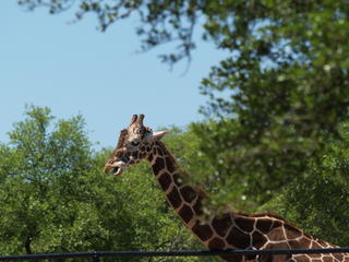 Reticulated Giraffe #2