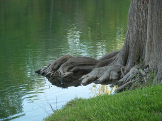 Tree roots and water