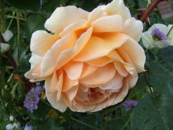 Yellow rose #2