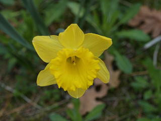 Daffodil #3