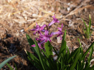 Hyacinth #2
