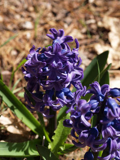 Hyacinth #4