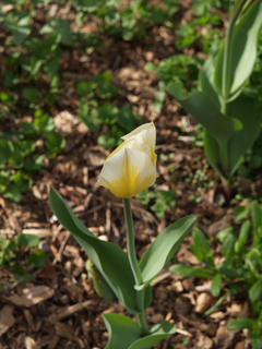 Tulip #5