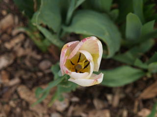 Tulip #8