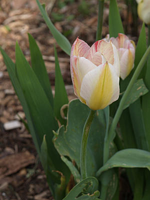 Tulip #9