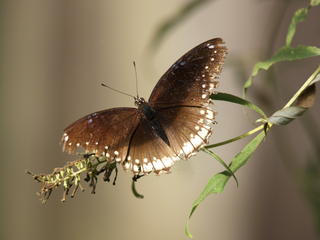Butterfly #9