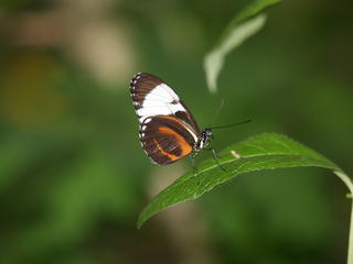 Butterfly #17