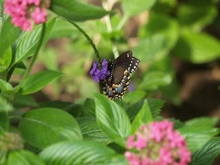 Butterfly #20