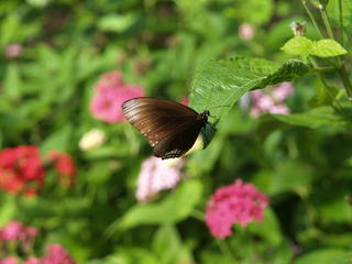 Butterfly #25