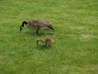Goose and gosling #2