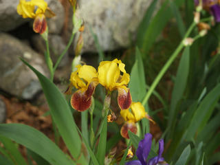 Andover Irises