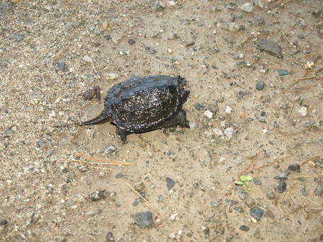 Alligator Snapping Turtle #2
