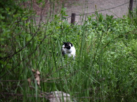Garden of the woods cat