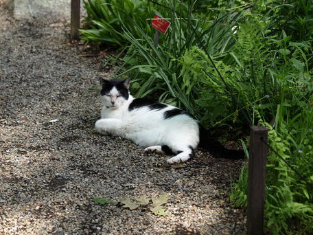 Garden of the woods cat #2