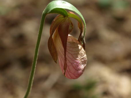 Ladyslipper at the Garden of the Woods #5