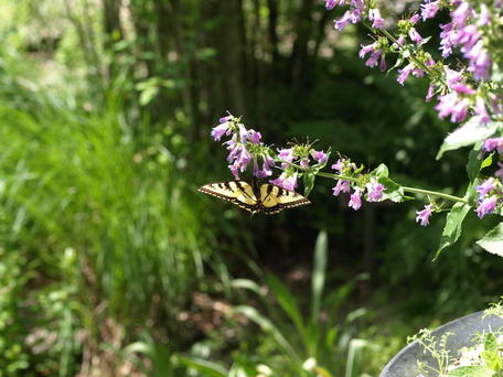 Butterfly at the Garden of the Woods #2