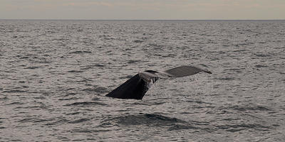 Humpback whale #4