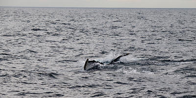 Humpback whale #5