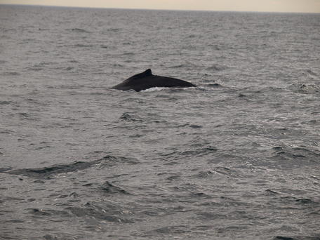Humpback whale #6