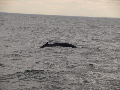 Humpback whale #7