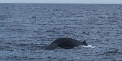 Humpback whale #10