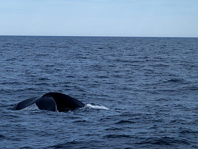 Humpback whale #11