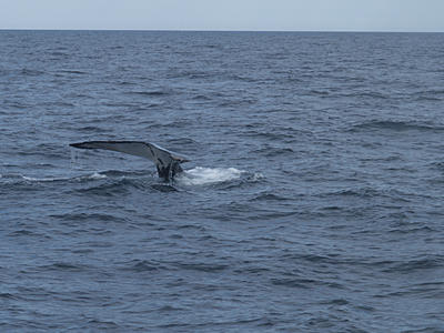Humpback whale #13