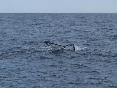 Humpback whale #14