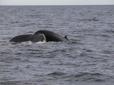 Humpback whale #15