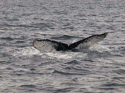 Humpback whale #19