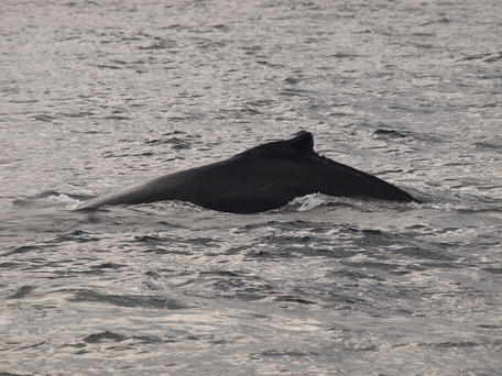 Humpback whale #20