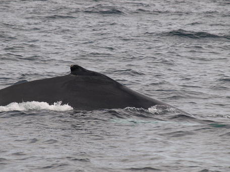 Humpback whale #21