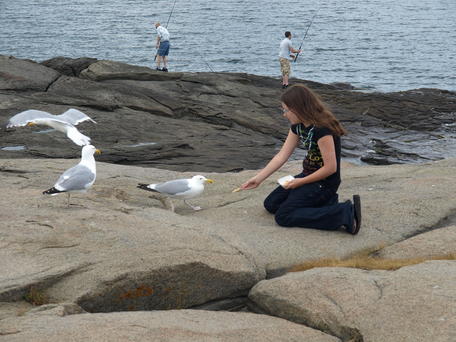 Seagull feeding #3