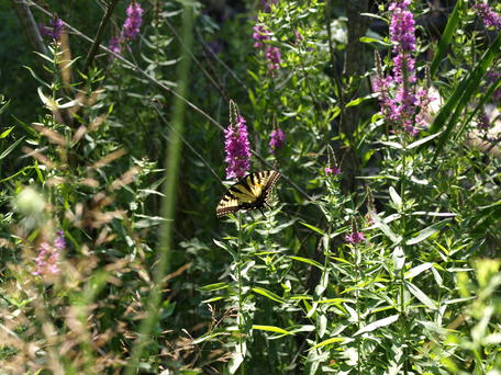 Swallowtail butterfly #2
