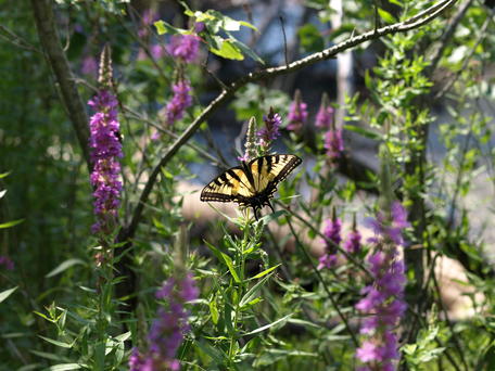 Swallowtail butterfly #3
