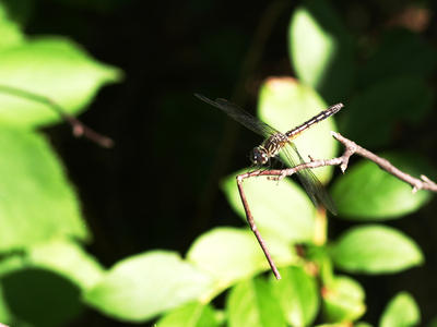 Dragonfly #4