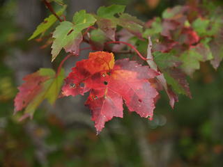 Fall leaves #6