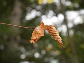 Fall leaves #10