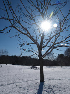 Sun and tree