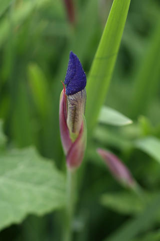 Iris bud