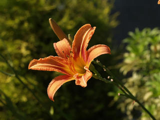 Day lily #4