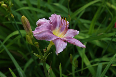 Day lily #5