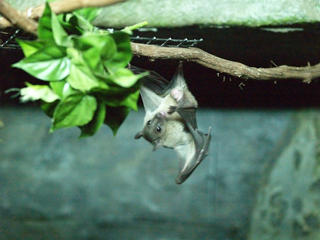 Bats #2