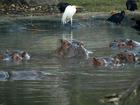 Herd of hippos