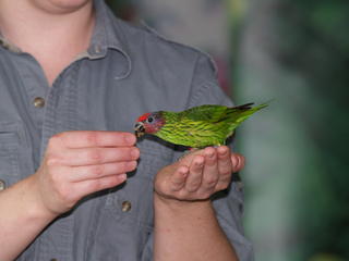 Green bird #2